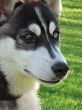 Husky`s face