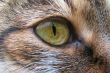 Cat`s eye