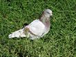 Pigeon