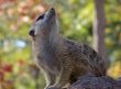 Meerkat Sitting on a Rock