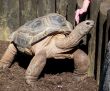 Woman Petting Giant Tortoise