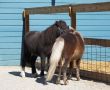 Miniature Horses