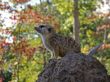 Meerkat at the Zoo