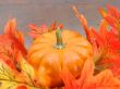 Autumn Harvest Pumpkin