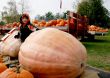giant pumpkin , little boy