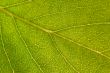 green leaf macro