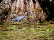 little Blue Heron