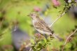 Sparrow on a  branch