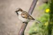 Sparrow on a fencing