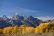 Grand Teton with autumn golden aspens