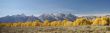 Grand Teton with autumn golden aspens