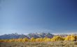Grand Teton with autumn golden aspens