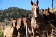 Horses and barbed wire fence