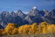 Grand Teton with autumn golden aspens