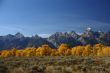 Grand Teton with autumn golden aspens