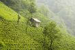 Tea Plants
