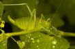 Grasshopper
