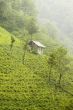Tea Plants