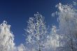 winter trees