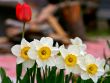 white and red flowers