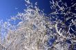 snow-bound trees