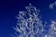 winter trees