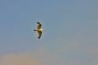 soaring bird