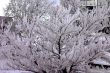 snow-bound tree