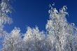 trees in a park