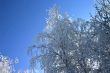 snow-bound trees