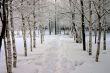 trees in a park