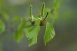 bud of tree
