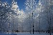 snow-bound trees
