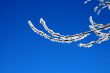 snow-bound branch