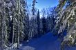 nightly snow-bound fir-trees