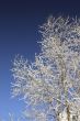 winter tree