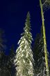 snow-bound fir-trees