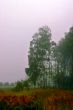 morning fog