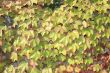 Autumnal pattern