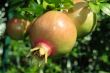 Pomegranate fruit