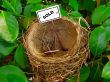bird nest - real estate 2