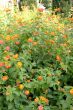 Orange Lantana