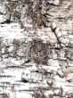 White birch tree bark