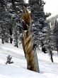 Twisted tree trunk on snowy mountainside