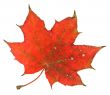red maple leaf