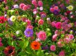 Garden bed full of flowers