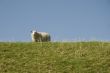 sheep above on the dike