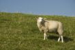 sheep on the dike