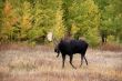 Moose, walking through autumn meadow