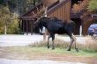 Moose, walking through resort condos,